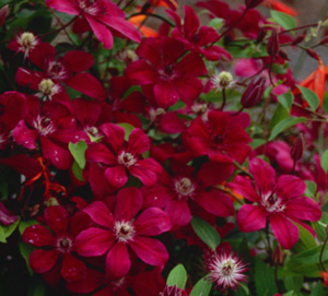 Clematis 'Allanah' (Keay)