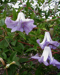 Clematis 'Betty Corning' (Corning, 1932)