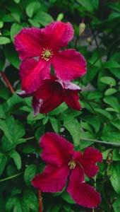 Clematis 'Abundance' (Markham)
