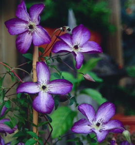 Clematis 'Venosa Violacea' (Lemoine, c. 1883)