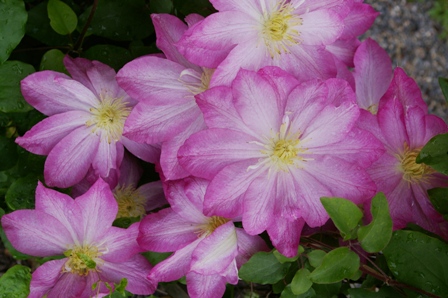 Clematis 'Asao' (Ozawa)