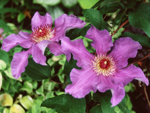 Clematis 'Ascotiensis' (Standish, 1874)
