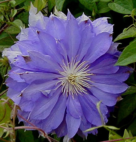 Clematis 'Belle of Woking' (Jackman, 1875)