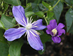 Clematis 'Arabella' (Barry Fretwell)