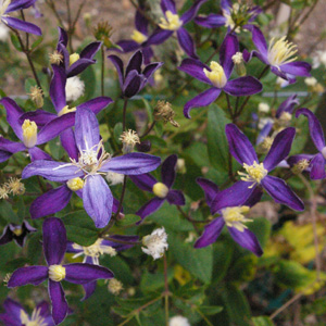 Clematis aromatica(x)