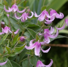 Clematis 'Andante' (Ozawa)