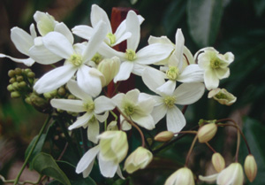 Clematis 'Apple Blossom' (armandii)
