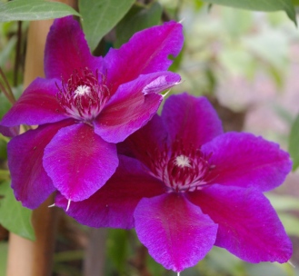 Clematis 'Akaishi' (Sakata no Tane)