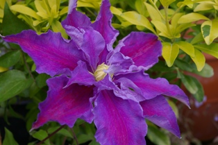 Clematis 'Beata' (Franczak, 1975)
