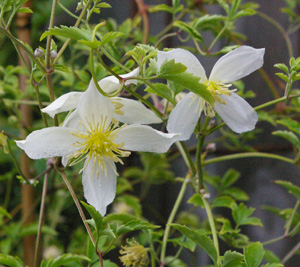 Clematis 'Anita' (Zwijnenburg, 1988)