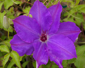 Clematis 'Akiko' (Toyohei Saegusa, 1990)