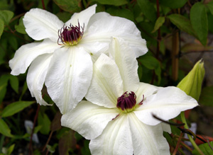 Clematis 'Anna Karolina' (S. Franczak)