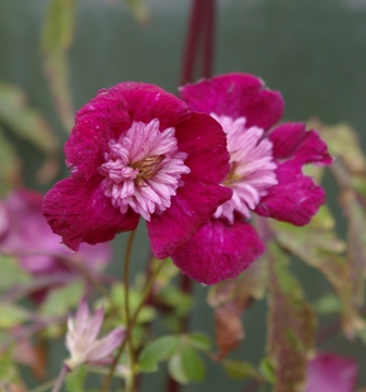 Clematis AVANT-GARDE ('Evipo033')