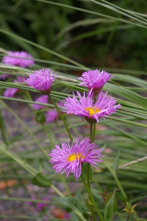 Erigeron 'Rosa Jewel' ('Pink Jewel')