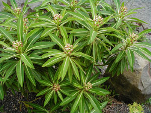 Euphorbia mellifera