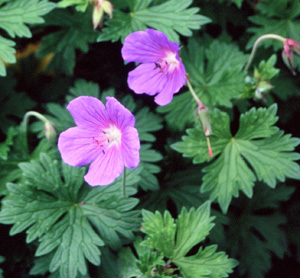 Geranium cantabrigense (x) 'Karmina'