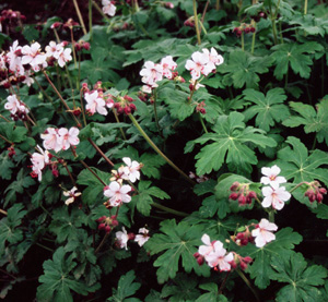 Geranium maculatum 'Album'