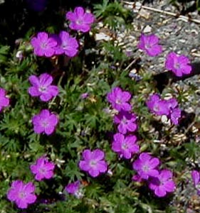 Geranium sanguineum 'Max Frei'