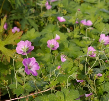Geranium riversleaianum(x) 'Mavis Simpson'