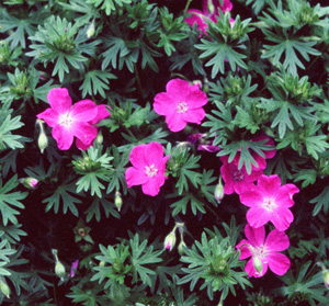 Geranium cinereum 'Lawrence Flatman'
