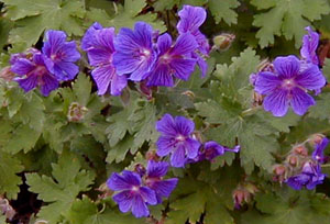 Geranium magnificum(x)