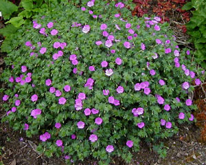 Geranium sanguineum 'John Elsley'