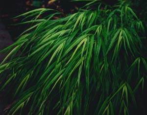 Hakonechloa macra 'Aureola'