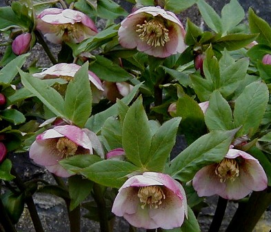 Helleborus hybridus (x) (White Parent with Pink Blush )
