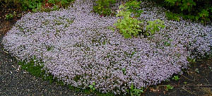Thymus serpyllum 'Goldstream'
