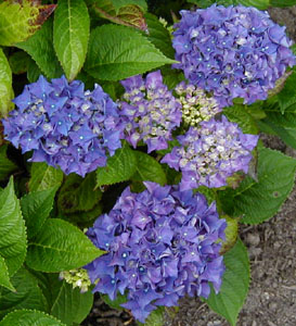 Hydrangea 'Bottstein' (Haller, 1971)