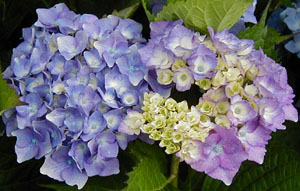 Hydrangea 'Gertrud Glahn' (Matthes, 1923)