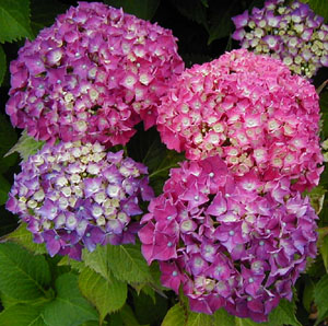 Hydrangea 'Leuchtfeuer' (H. Dienemann, 1962)