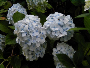 Hydrangea 'Regula' (Moll, 1934)