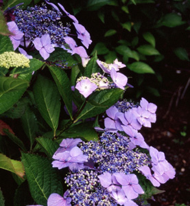 Hydrangea 'Blue Wave' (Lemoine, 1904)