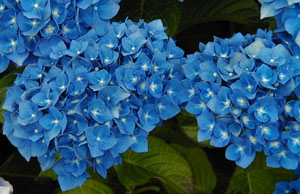 Hydrangea 'Enziandom' (Steiniger, 1950)