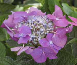 Hydrangea 'Fasan' ('Pheasant') (Teller)