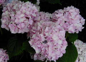 Hydrangea 'Floralia' (Gijseling, 1958)