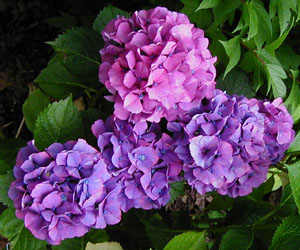 Hydrangea 'Freudenstein' (E. Haller, 1960)