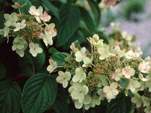 Hydrangea paniculata 'Pink Diamond' (de Belder)