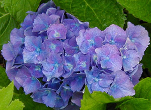 Hydrangea 'King George' (E. Draps, 1938))