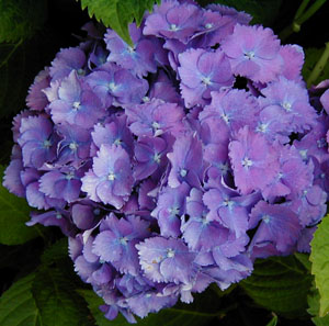 Hydrangea 'Holstein' (H. Schadendorff, 1928)