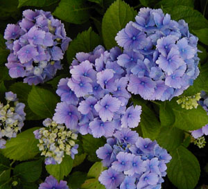 Hydrangea 'Amethyst' (M. Haworth-Booth, 1938)