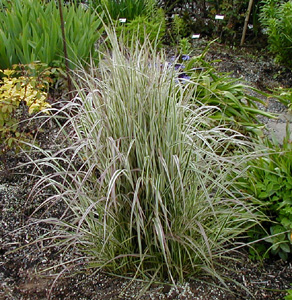 Calamagrostis x acutiflora 'Overdam'