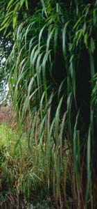 Miscanthus giganteus (floridulus)