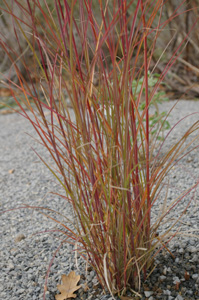 Miscanthus sinensis 'Sarabande' (Bluemel)