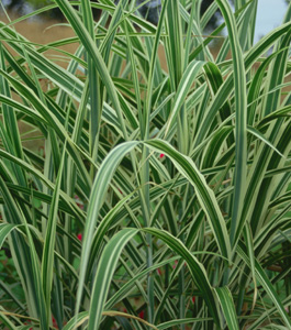 Miscanthus sinensis var. condensatus 'Cosmopolitan'