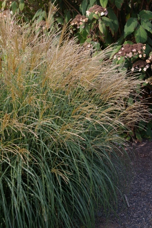 Miscanthus sinensis 'Adagio' (Bluemel)