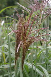 Miscanthus sinensis 'Malepartus' (Pagels)