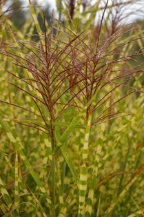 Miscanthus sinensis 'Gold Breeze' PPAF