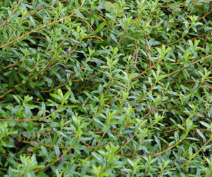 Salix lindleyana